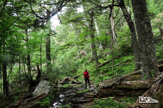Um belíssimo e verdejante bosque na trilha para o Glaciar do Rio Mosco, na região de Villa O'Higgins, no sul do Chile